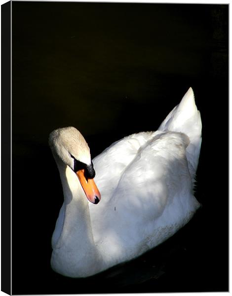 Swan In Relief Canvas Print by val butcher