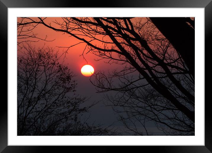 Sunrise among tree Framed Mounted Print by Ambir Tolang