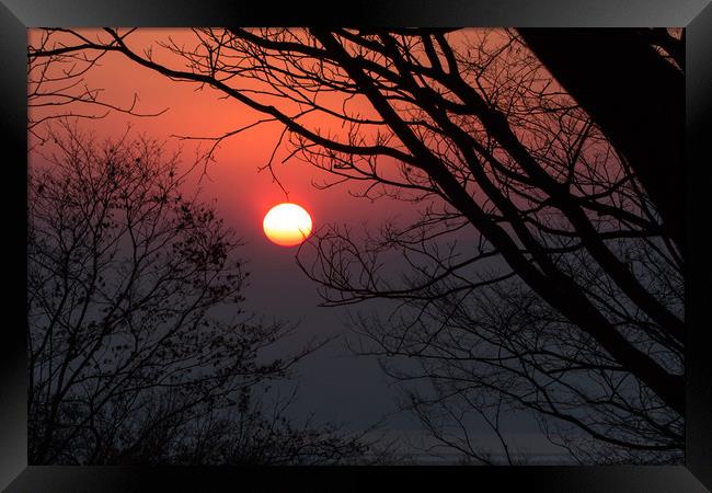 Sunrise among tree Framed Print by Ambir Tolang