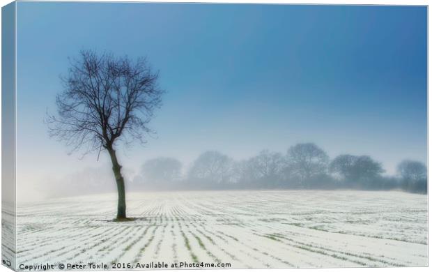 Lone Tree in winter Canvas Print by Peter Towle