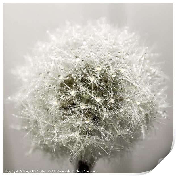 Wet Dandelion Seed Head I Print by Sonja McAlister