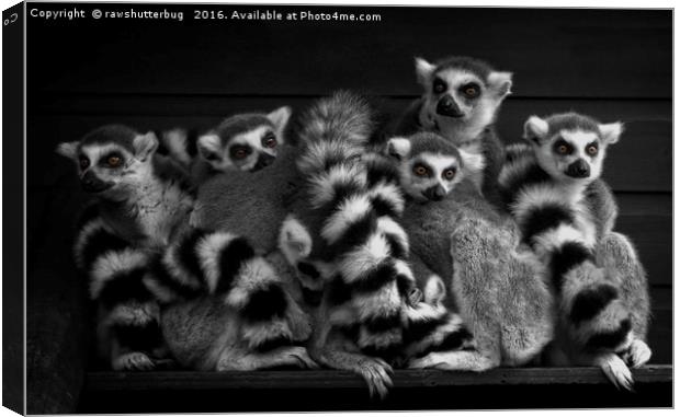 Gang Of Ring-Tailed Lemurs Canvas Print by rawshutterbug 