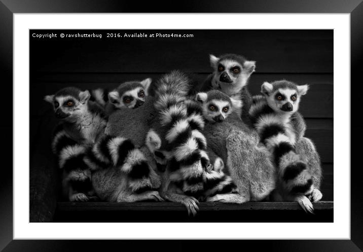 Gang Of Ring-Tailed Lemurs Framed Mounted Print by rawshutterbug 
