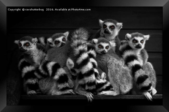 Gang Of Ring-Tailed Lemurs Framed Print by rawshutterbug 