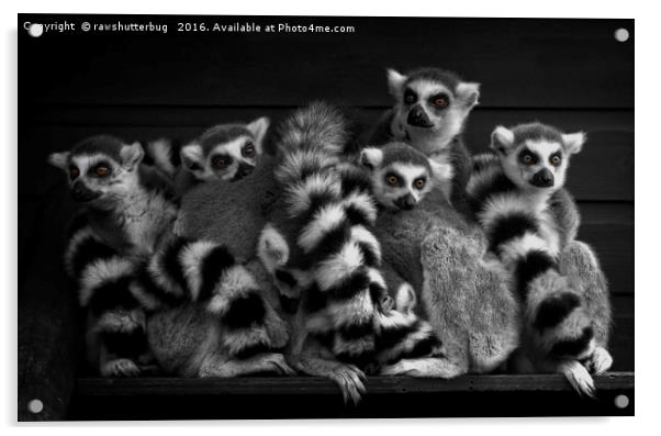 Gang Of Ring-Tailed Lemurs Acrylic by rawshutterbug 