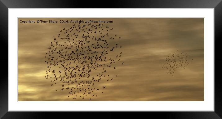 Murmeration Framed Mounted Print by Tony Sharp LRPS CPAGB
