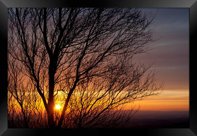 Birch tree branches at sunset Framed Print by Andrew Kearton