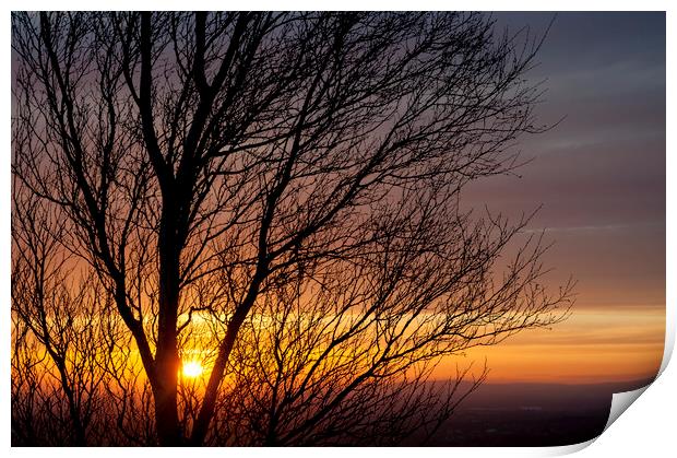 Birch tree branches at sunset Print by Andrew Kearton