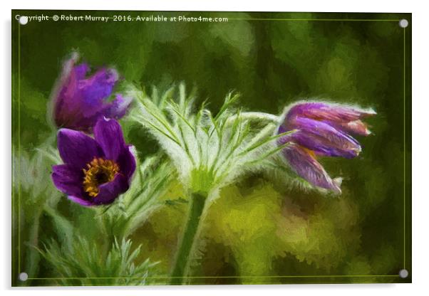 Pasqueflower Acrylic by Robert Murray