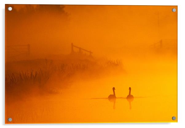 Swans on a Rhyne Acrylic by Simon Drew