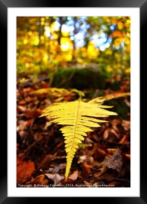 A fern during Autumn Framed Mounted Print by Aleksey Zaharinov
