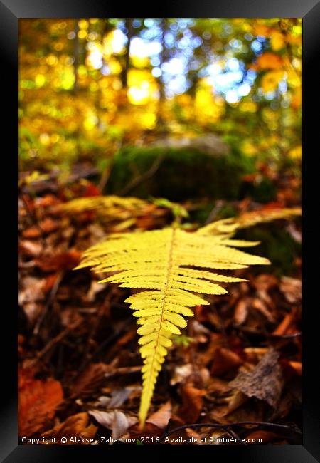 A fern during Autumn Framed Print by Aleksey Zaharinov