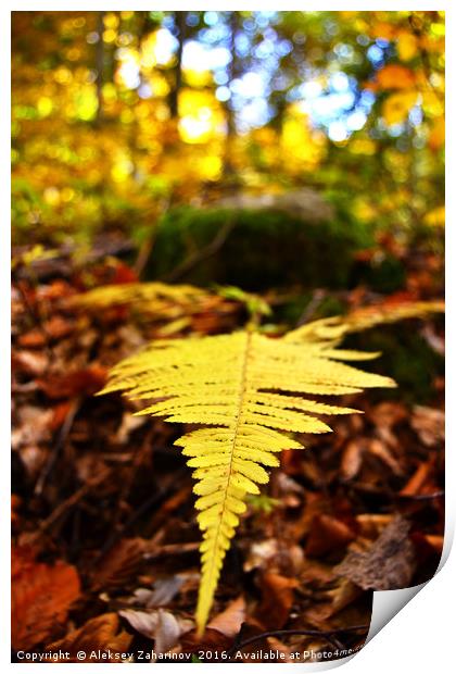 A fern during Autumn Print by Aleksey Zaharinov