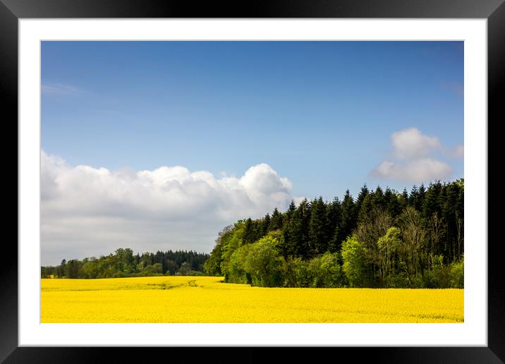 Rape Seed Field and Forest Framed Mounted Print by Patrycja Polechonska