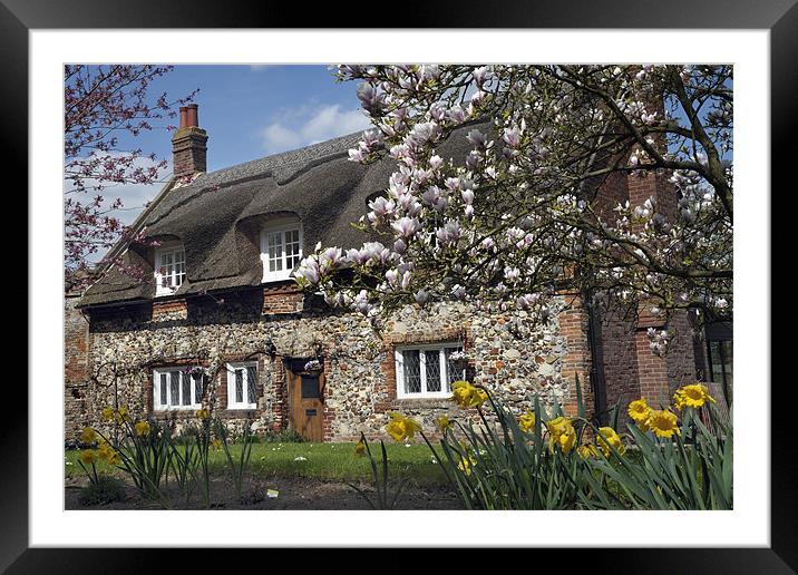 Thatched house with blossom Framed Mounted Print by Stephen Mole
