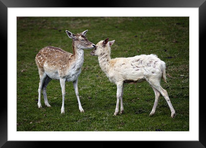 Two Little Deers! Framed Mounted Print by Stephen Mole