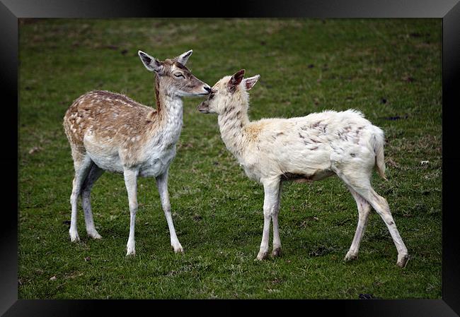 Two Little Deers! Framed Print by Stephen Mole