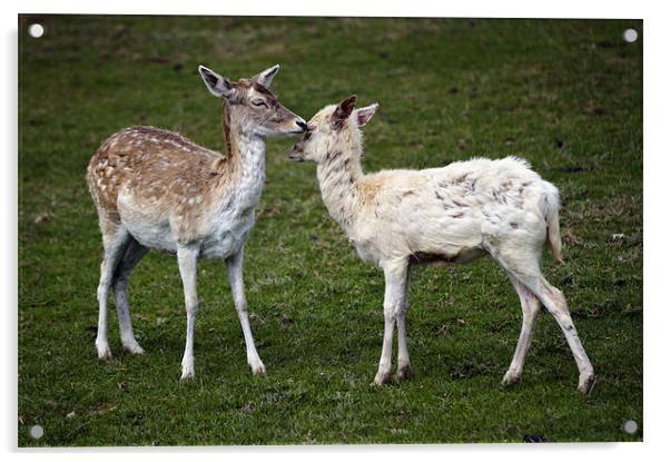 Two Little Deers! Acrylic by Stephen Mole