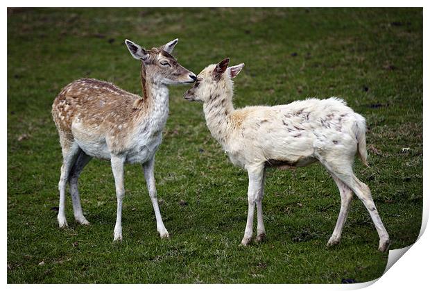 Two Little Deers! Print by Stephen Mole