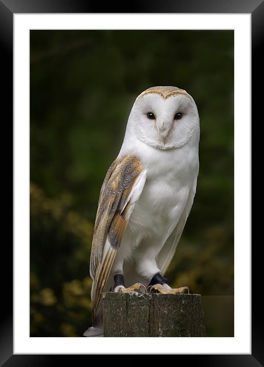 Barn Owl on stump Framed Mounted Print by Stephen Mole
