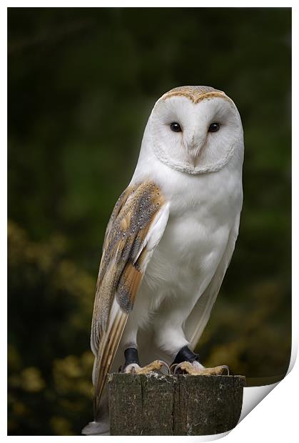 Barn Owl on stump Print by Stephen Mole