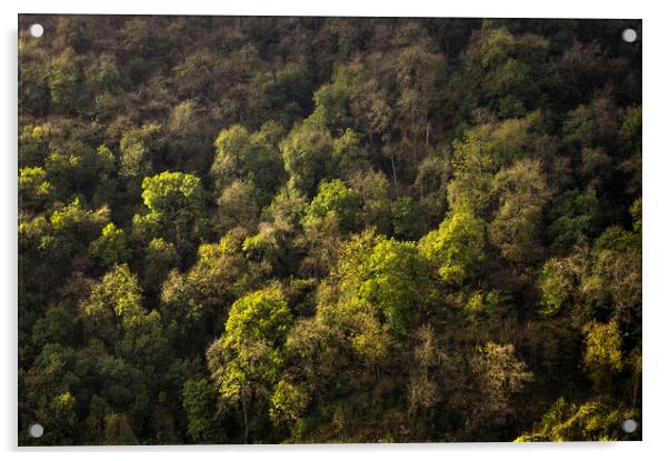 Wooded slopes of Dovedale Acrylic by Andrew Kearton