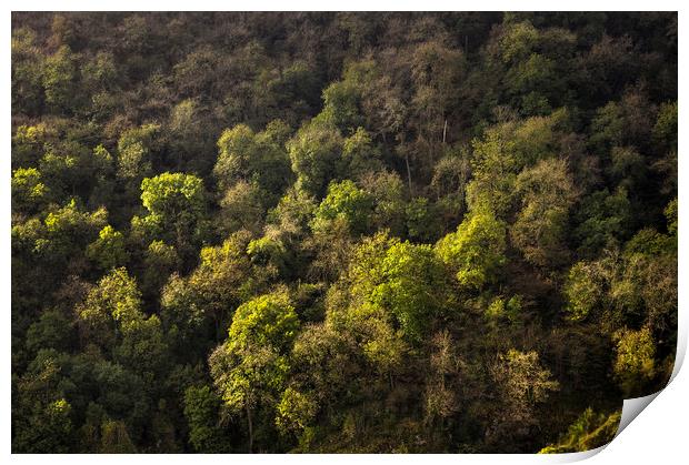 Wooded slopes of Dovedale Print by Andrew Kearton