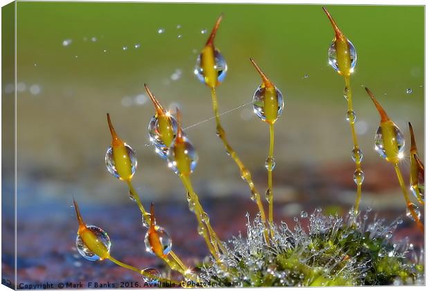 Macro Moss Grass Canvas Print by Mark  F Banks