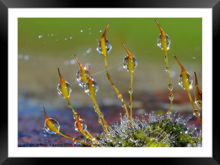 Macro Moss Grass Framed Mounted Print by Mark  F Banks