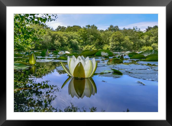 Water lily reflection  Framed Mounted Print by Shaun Jacobs