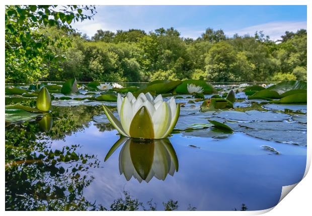 Water lily reflection  Print by Shaun Jacobs