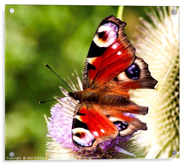 Peacock Butterfly Acrylic by John Boekee