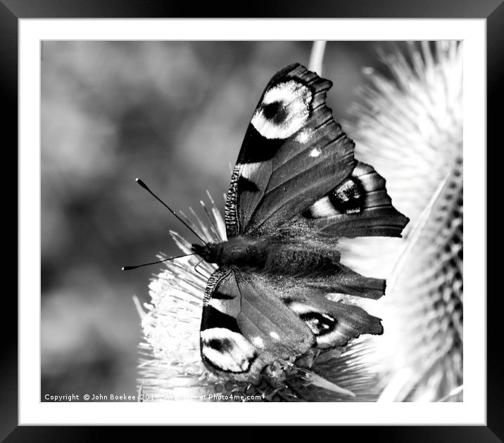Peacock butterfly in black-and-white Framed Mounted Print by John Boekee