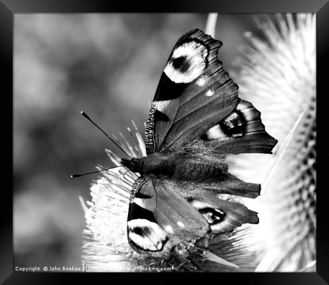 Peacock butterfly in black-and-white Framed Print by John Boekee
