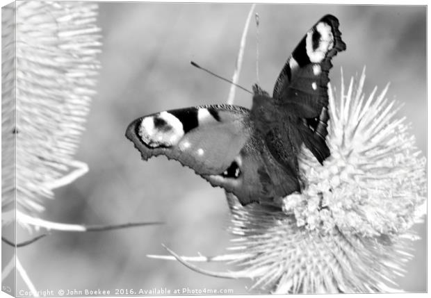Peacock butterfly in black-and-white Canvas Print by John Boekee
