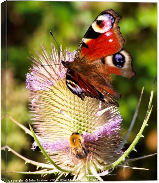 Peacock Butterfly and bee Canvas Print by John Boekee