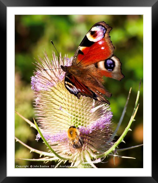 Peacock Butterfly and bee Framed Mounted Print by John Boekee