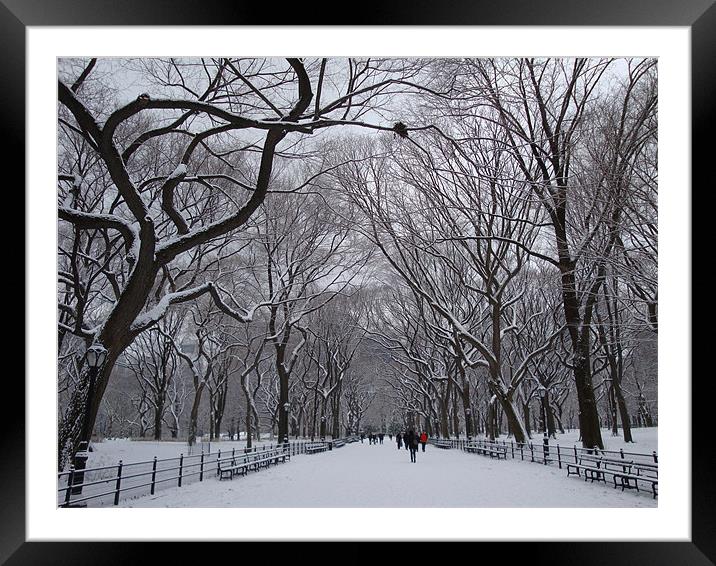 Central Park Framed Mounted Print by Mark Burnett