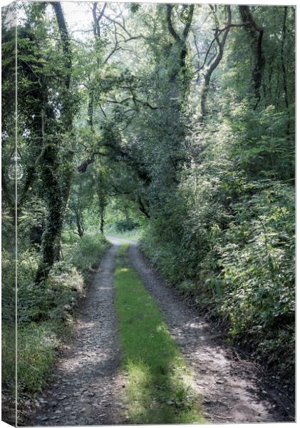Path through the green woods Canvas Print by Andrew Kearton