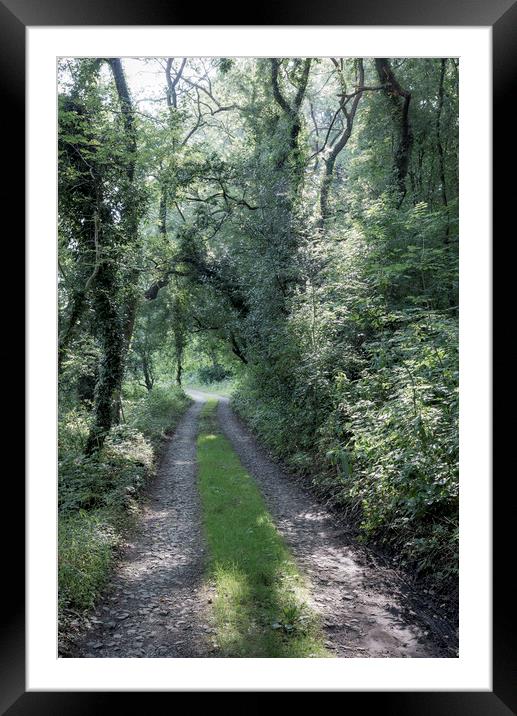 Path through the green woods Framed Mounted Print by Andrew Kearton