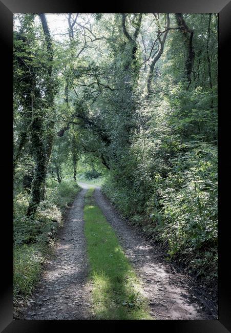 Path through the green woods Framed Print by Andrew Kearton