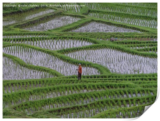 Rice Terraces in Bali Print by colin chalkley