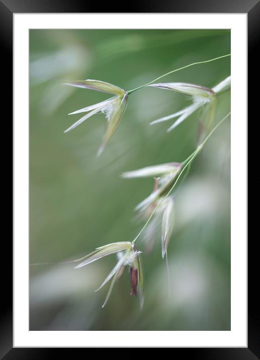 Flowering grasses Framed Mounted Print by Andrew Kearton
