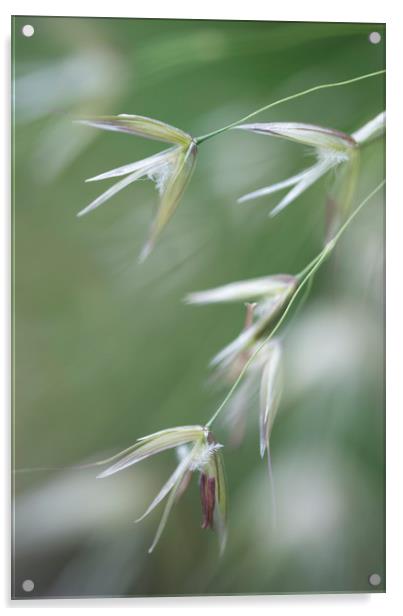 Flowering grasses Acrylic by Andrew Kearton