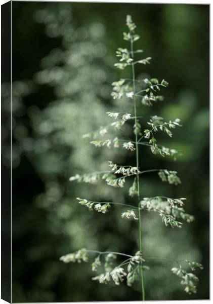 Delicate summer grasses Canvas Print by Andrew Kearton