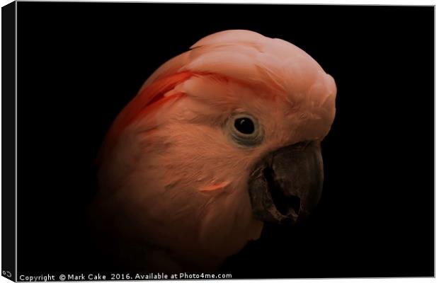 Moluccan cockatoo portrait Canvas Print by Mark Cake