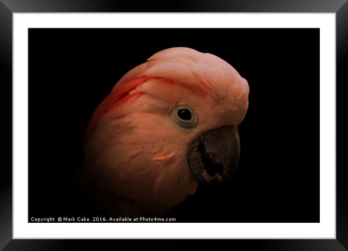 Moluccan cockatoo portrait Framed Mounted Print by Mark Cake