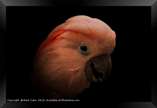Moluccan cockatoo portrait Framed Print by Mark Cake