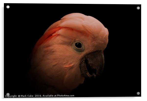 Moluccan cockatoo portrait Acrylic by Mark Cake