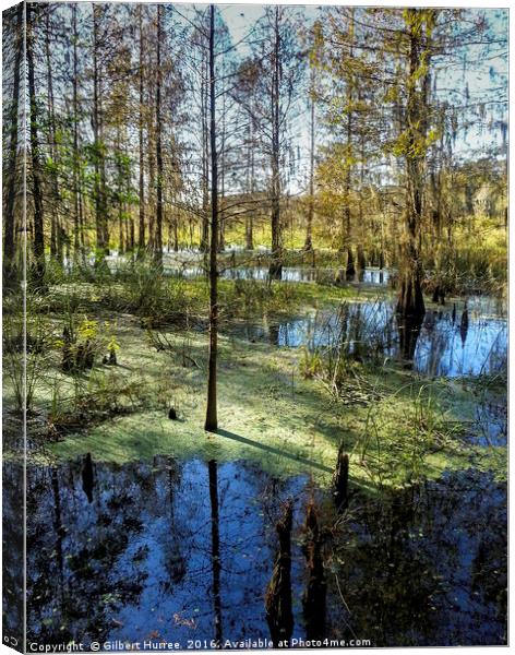 Unveiling Florida's Corkscrew Swamp Canvas Print by Gilbert Hurree